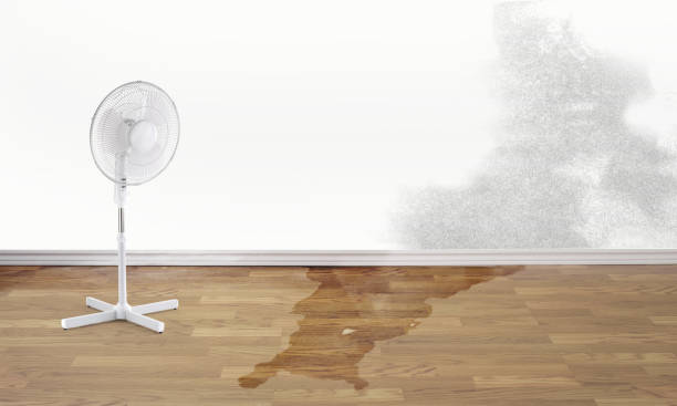 Best Local water damage restoration  in Kana, UT