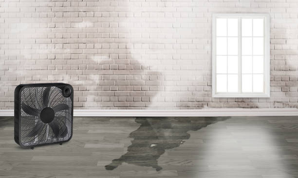 Best Flood damage cleanup  in Kana, UT